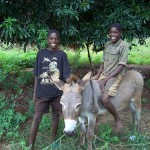 Presents for Mukuni: Donate a donkey